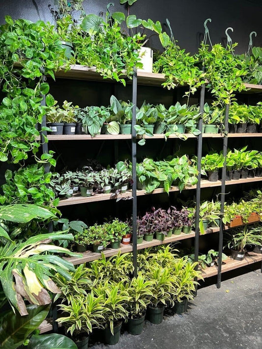 Uncover the Top 5 Houseplants During Trendy Gardener's Black Friday Sale - Trendy Gardener