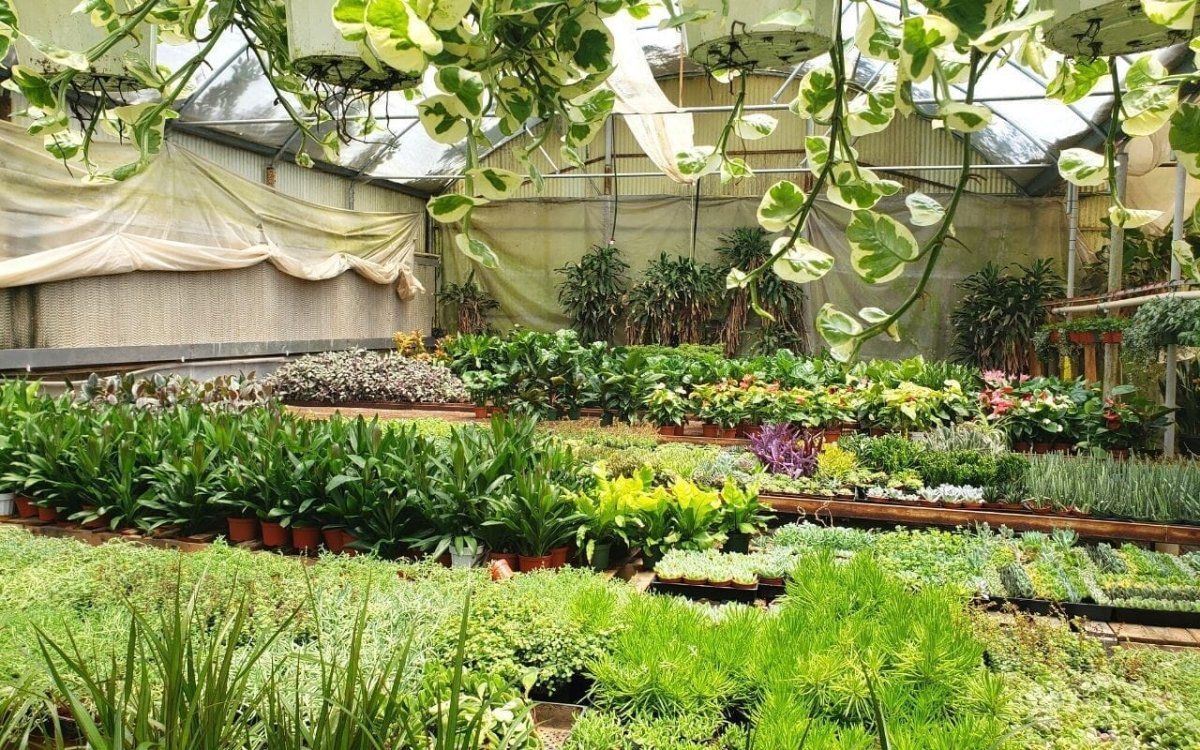 1 Mystery Plant Monthly Subscription Box-Indoor Plants-Trendy Gardener