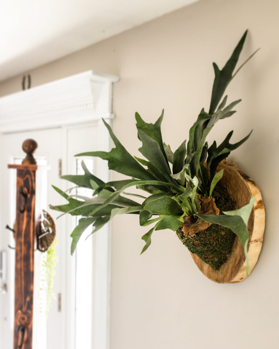 Plant Gifting | Plants for Any Occasion | Plant Shop Accessories | The Trendy Gardener Plant Arrangements