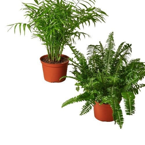 2 - 6" Pet-Friendly Plants Premium Subscription box-Indoor Plants-Trendy Gardener