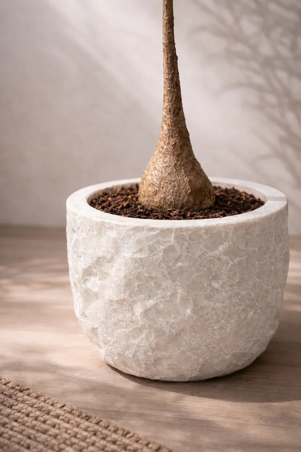 Potted plant with textured bulbous base in a white stone planter on a wooden surface