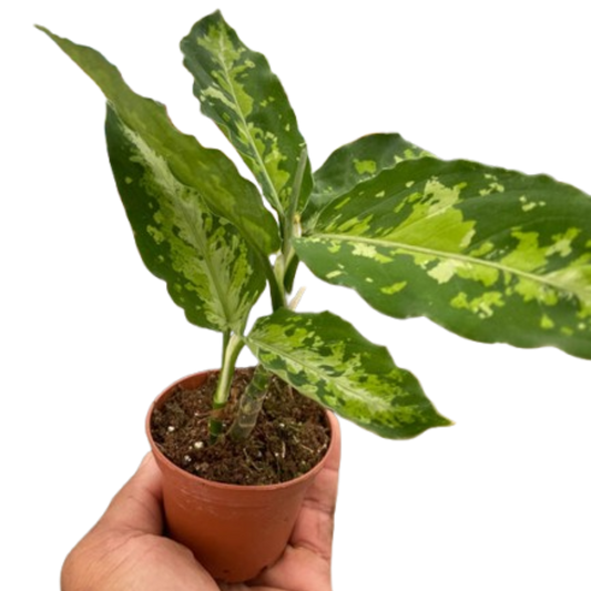Aglaonema pictum - Chinese Evergreen