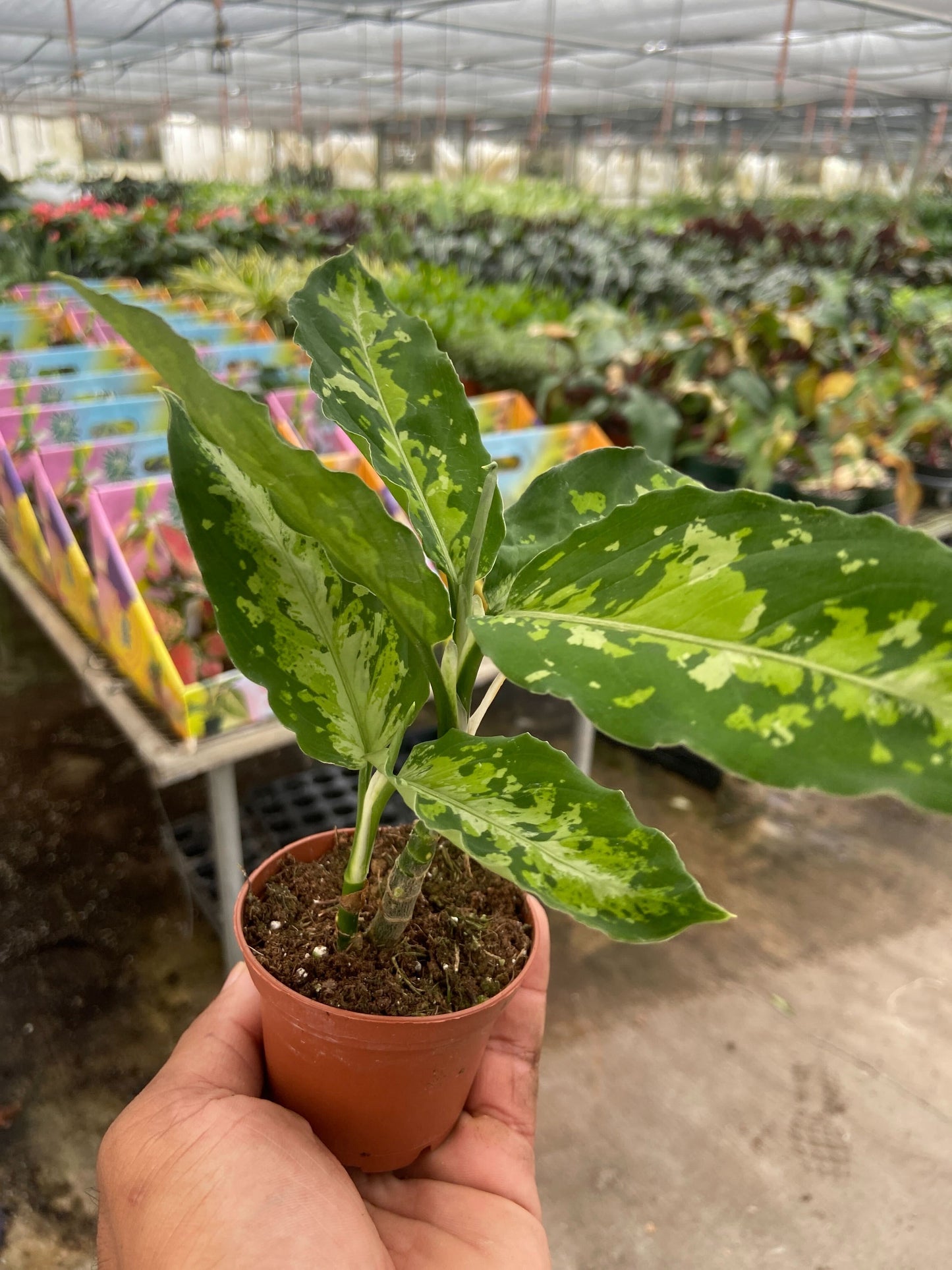 Aglaonema pictum - Chinese Evergreen