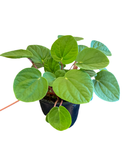Peperomia Rana verde with its beautiful green leaves and red stems. Low maintenance, air purifying houseplant and office plant near me in Des Moines, Iowa