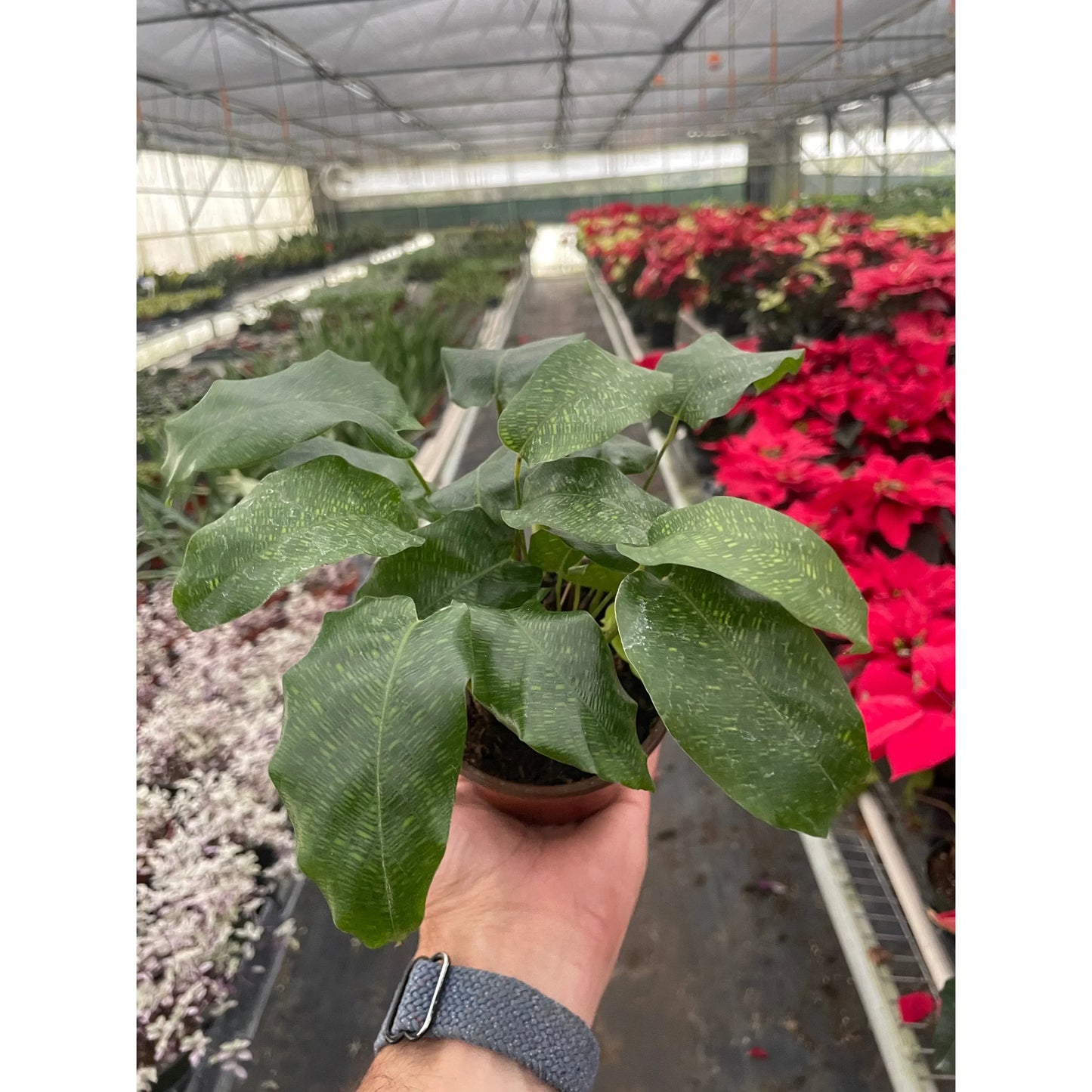 Calathea musaica potted plant held in greenhouse at Trendy Gardener nursery, Des Moines, Iowa