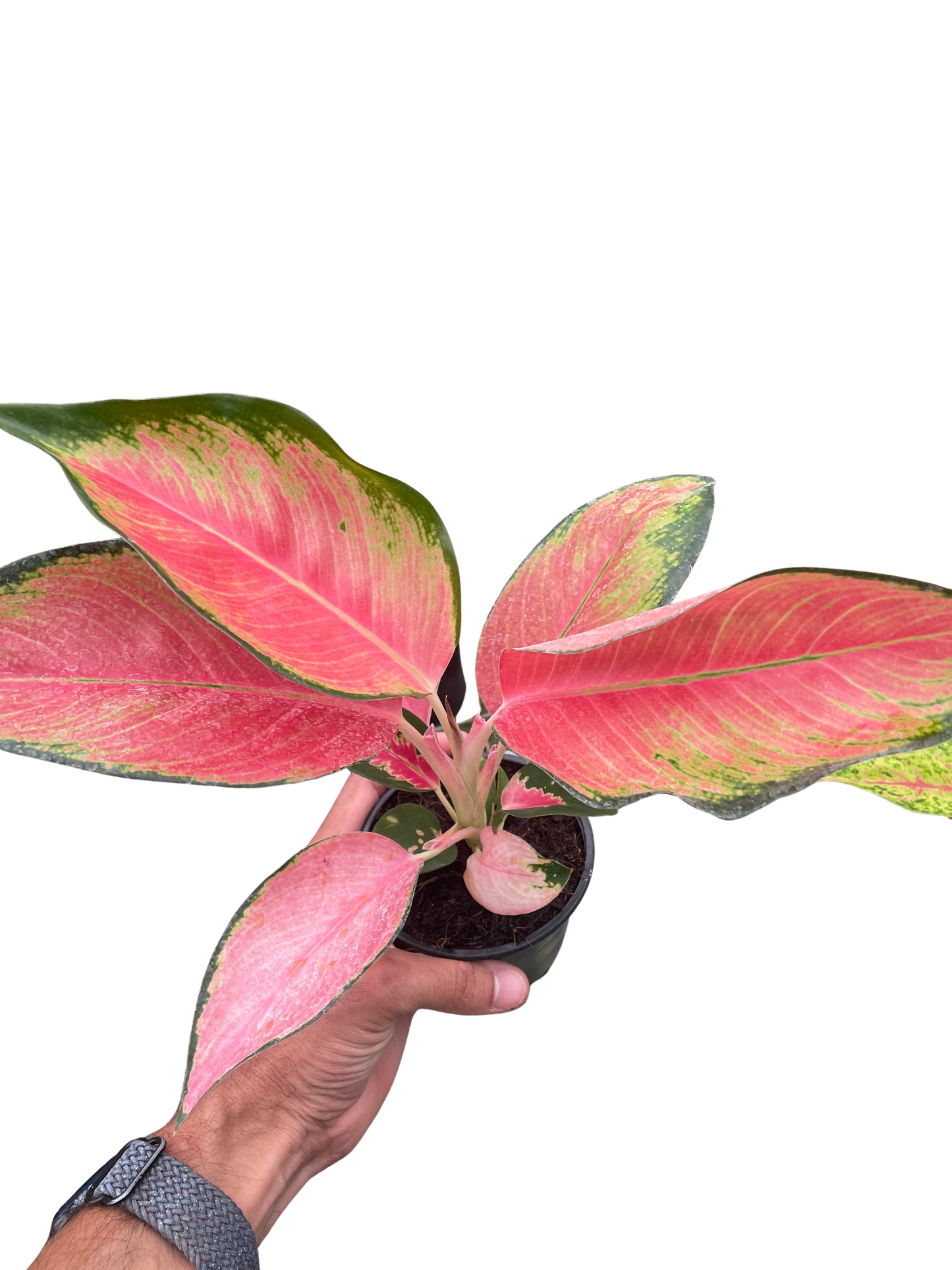 Aglaonema Pink Pearl - Chinese Evergreen