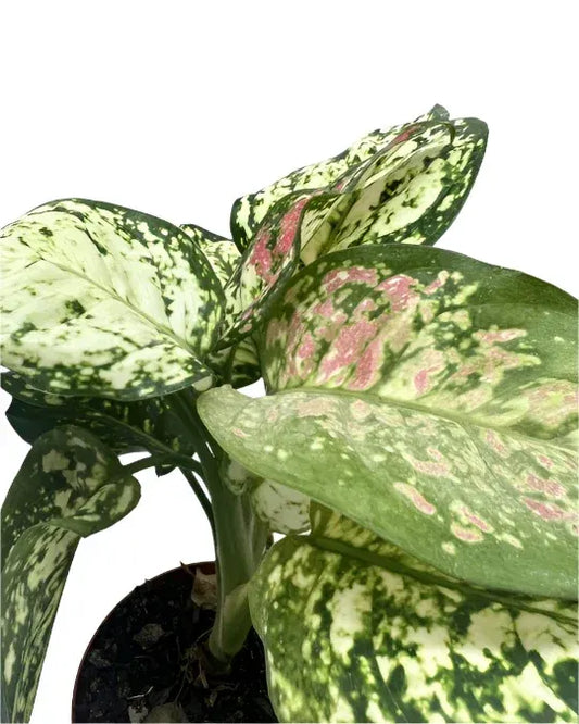A rare low maintenance, low light tolerant, pink and green variegated chinese evergreen in a nursery pot.
