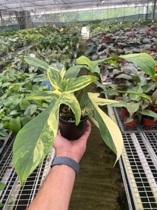 Variegated Philodendron Florida Beauty