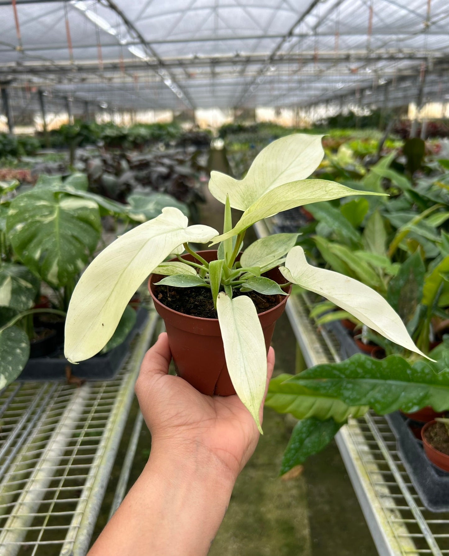 Philodendron Florida Ghost: A Rare Beauty for Your Space