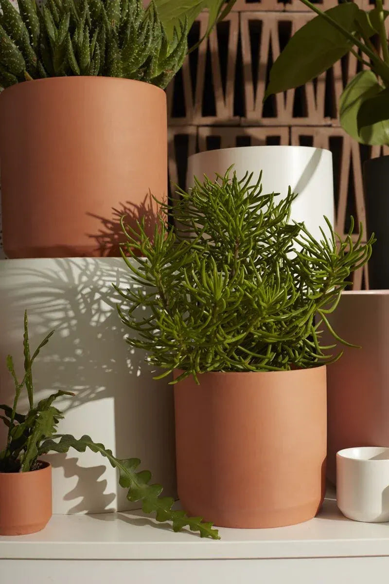 Kendall pot, featuring lush large houseplants grouped together in a greenhouse.