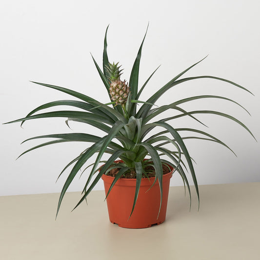 Pineapple Plant - Bromeliad 'Yellow Pineapple' - 6" Pot