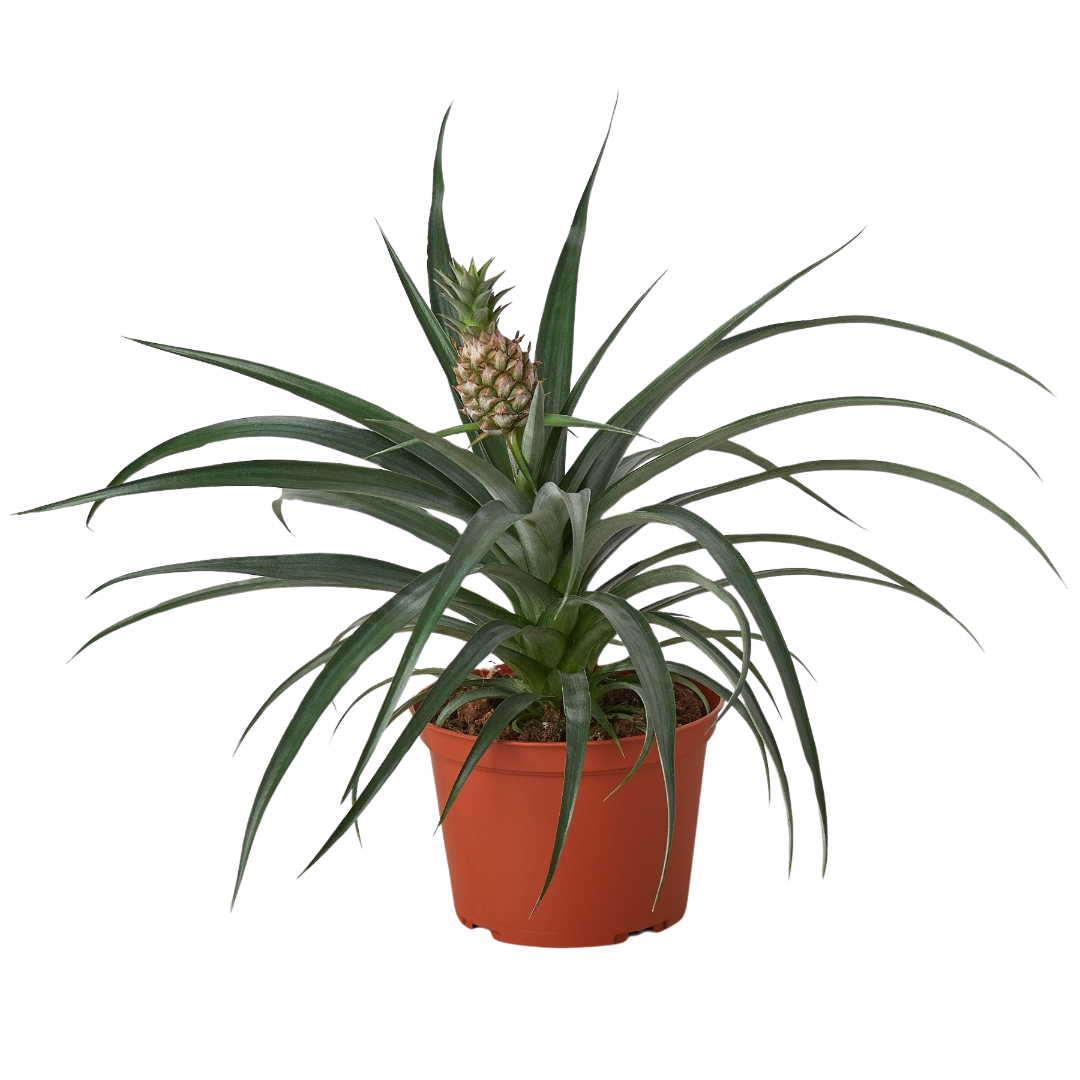 Pineapple Plant - Bromeliad 'Yellow Pineapple' - 6" Pot