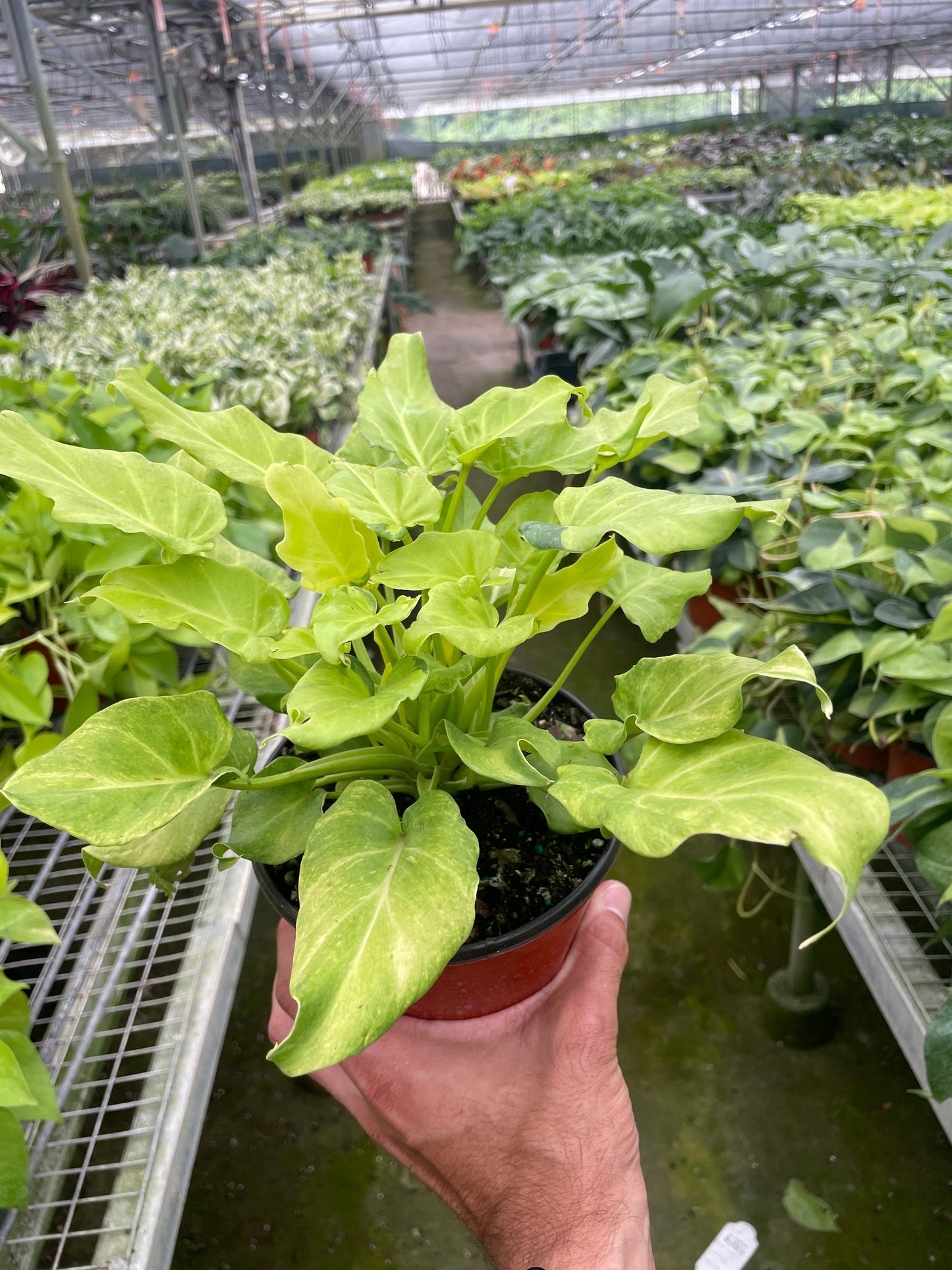 Thaumatophyllum xanadu Variegated
