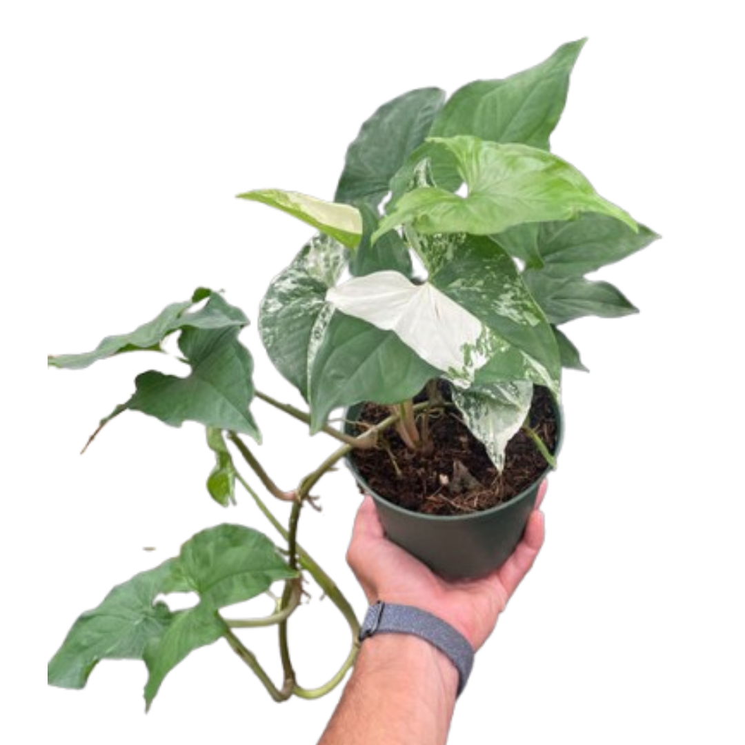 Syngonium Mojito 'Albo'