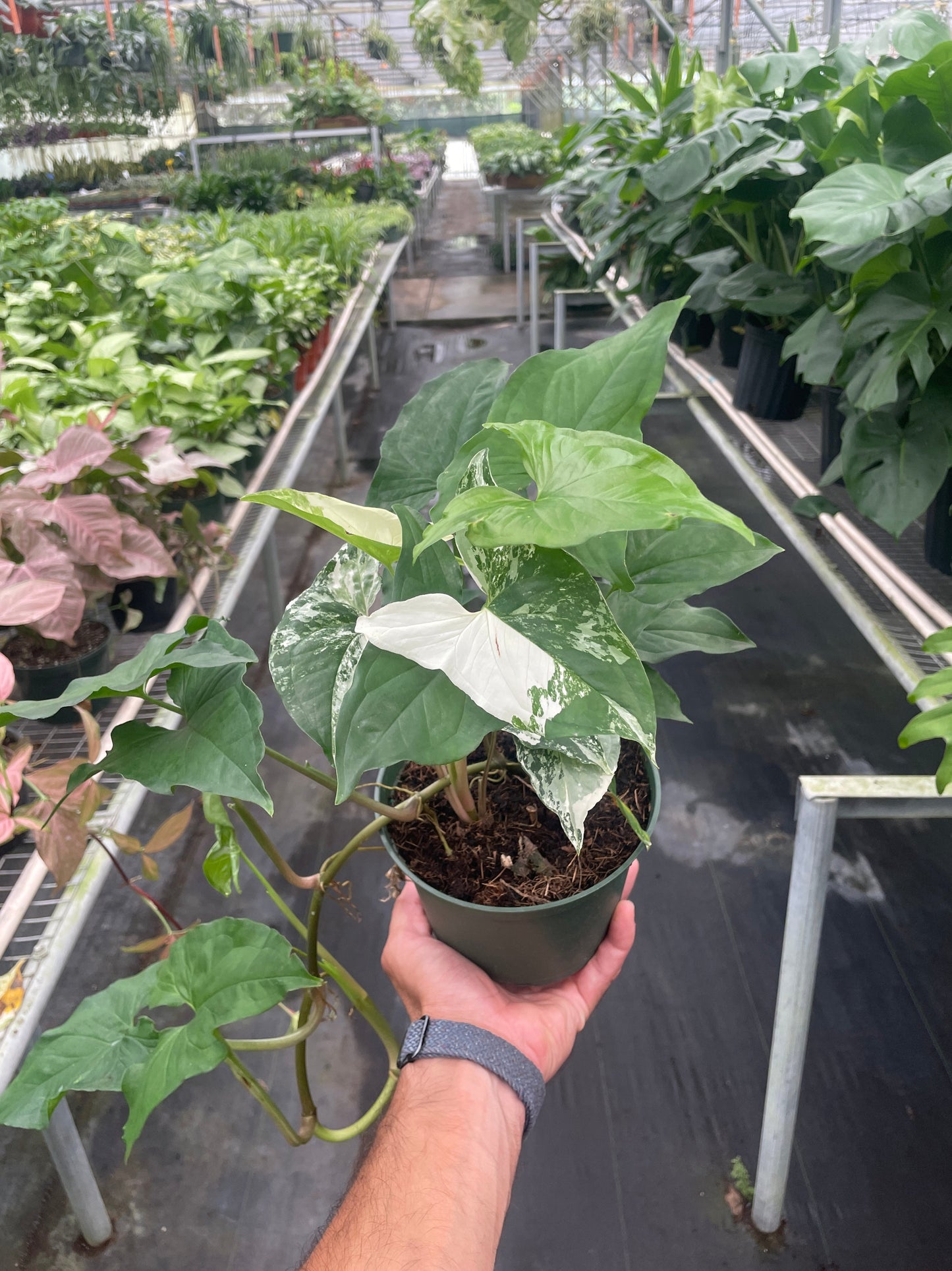Syngonium Mojito 'Albo'
