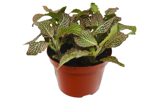 Fittonia pink indoor plant 4” pot