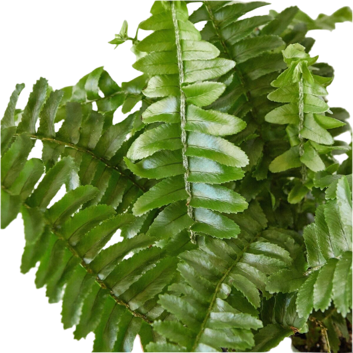 Jester's Crown Fern