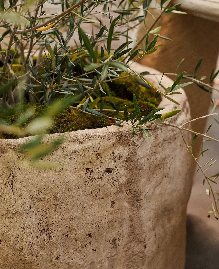 Rustic round stone planter with green foliage and moss, biophilic decor by Trendy Gardener