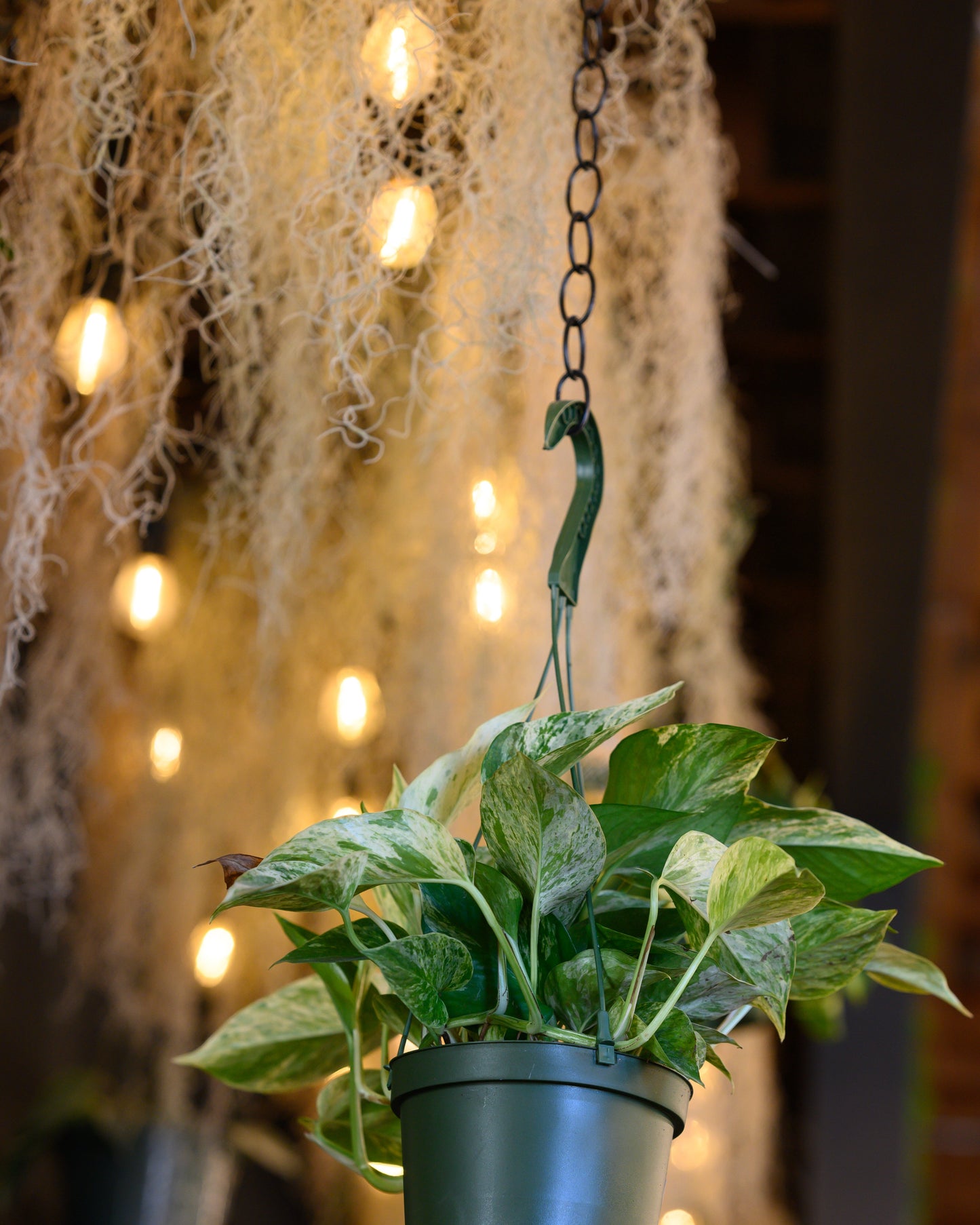 Close-up of Colombia Thick Spanish Moss (Tillandsia Usneoides) with silvery-green tendrils cascading down, showcasing its dense and vibrant texture.