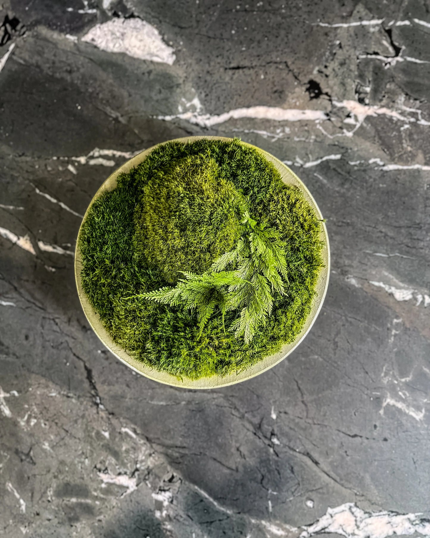 Preserved moss bowl in a concrete low rise bowl centerpiece on a dark stone countertop in a luxury Des Moines home, showcasing high-end biophilic design and modern interior plantscaping.
