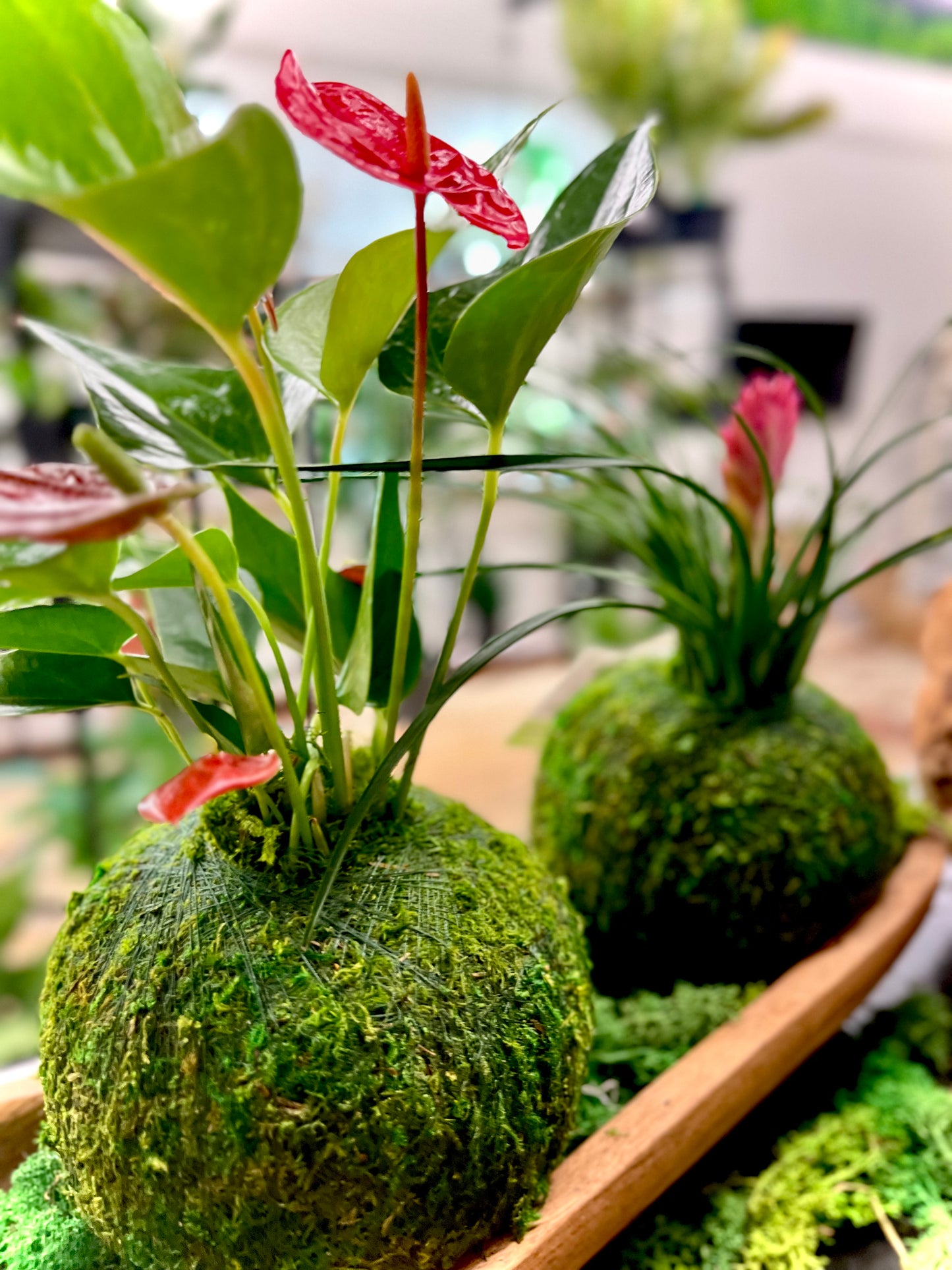A beautiful display of a red Antherium Kodama Moss ball displayed in a wooden bowl surrounded by preserved moss.