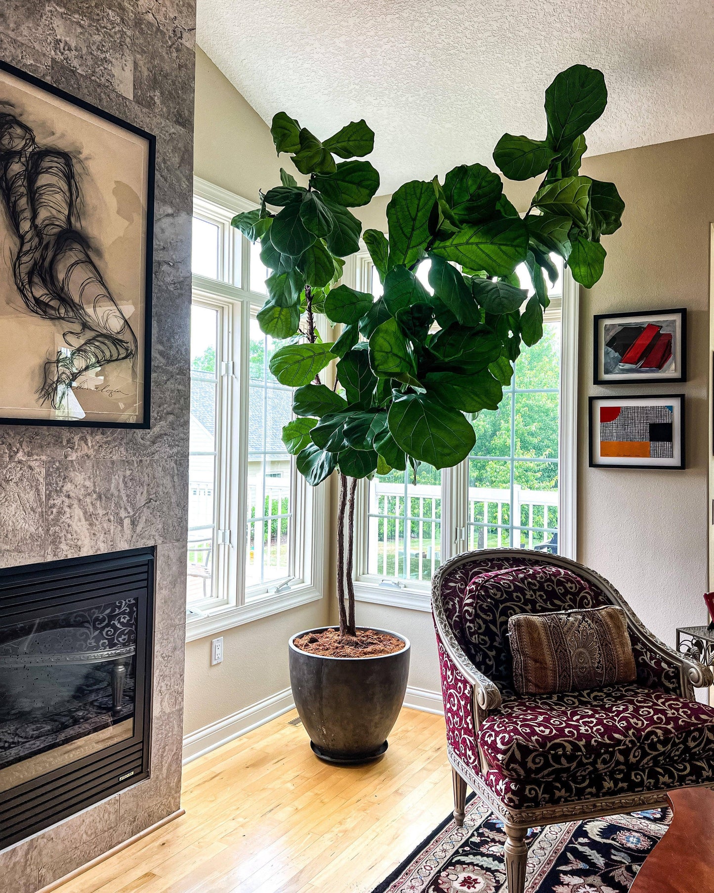 Fiddle leaf fig tree in a large pot by a bright window in a stylish living room with art and patterned armchair