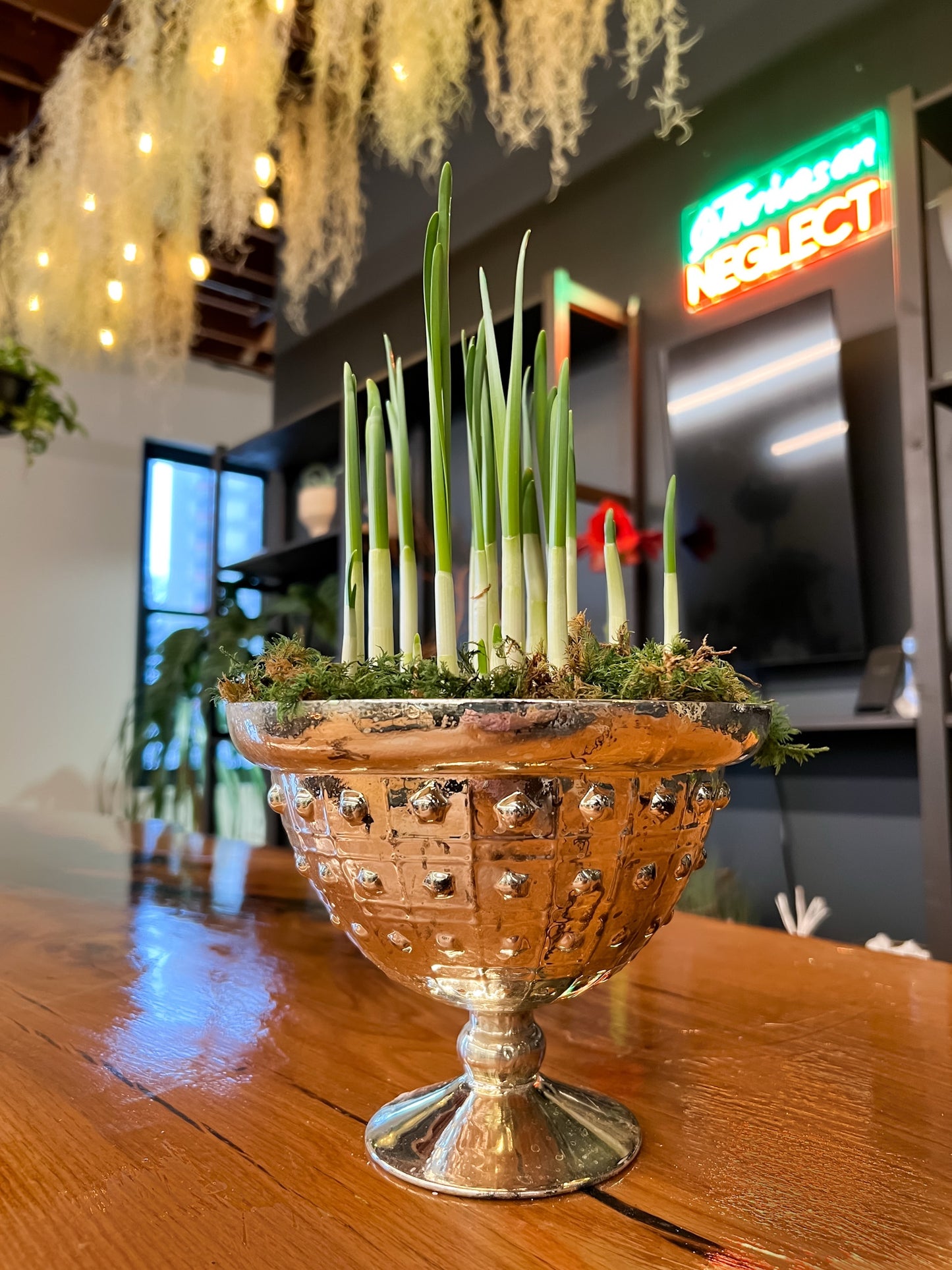 Paperwhite Bulb Centerpiece