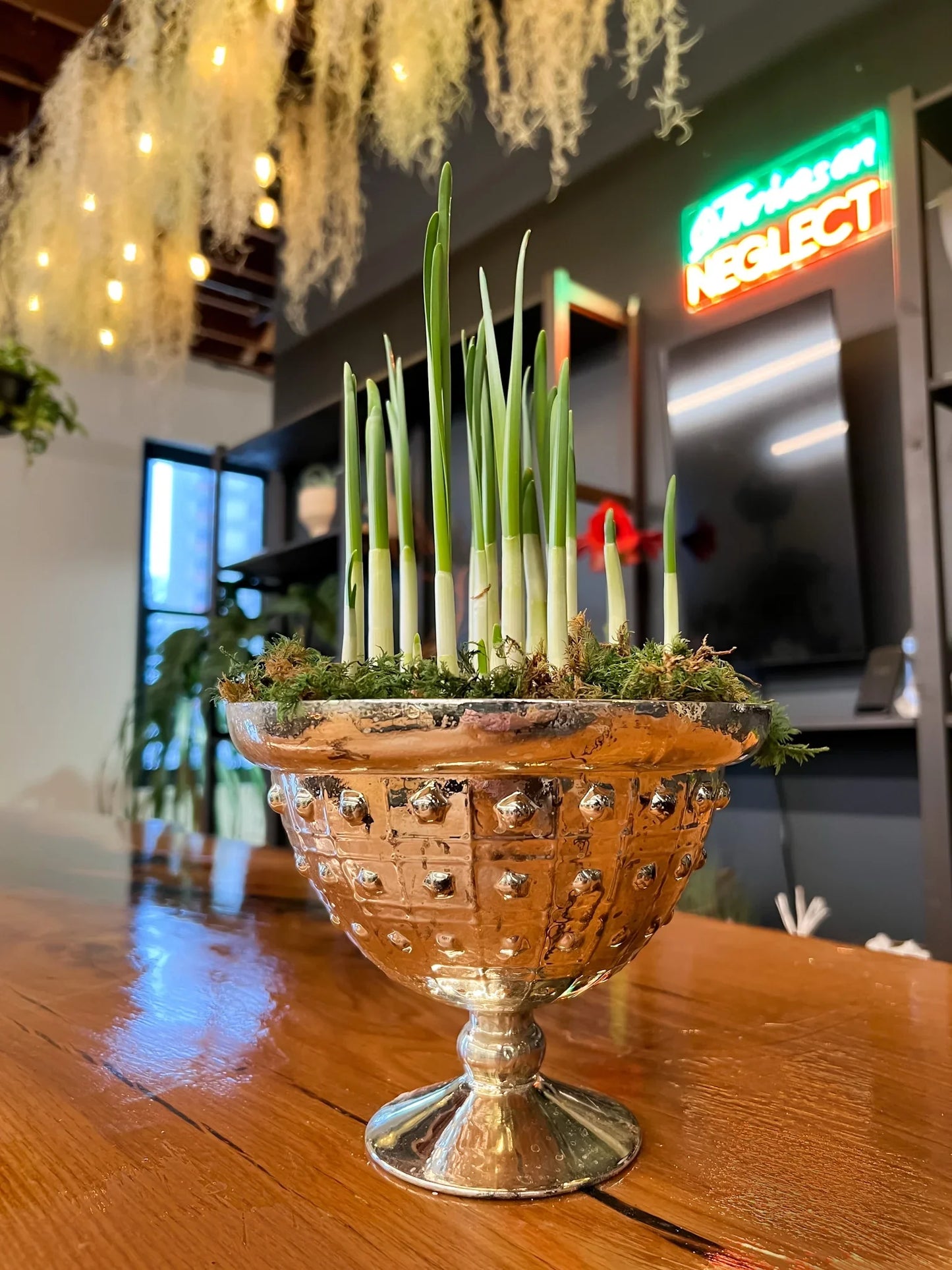 Indoor plant arrangement in metallic planter on wood table at Trendy Gardener studio