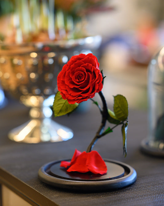 A stunning fully preserved red rose with a wooden display glass cloche