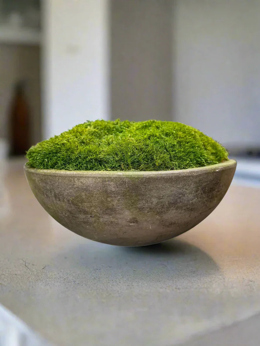 Concrete bowl filled with green mood moss on a modern kitchen island.