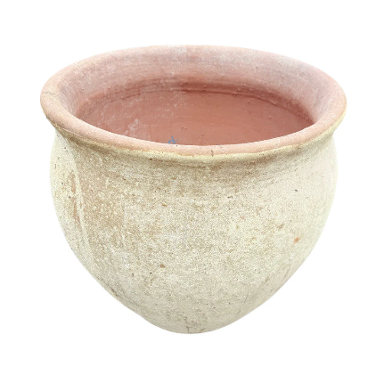 Extra large Burgundy Rubber Tree floor plant with Vietnamese terracotta planter