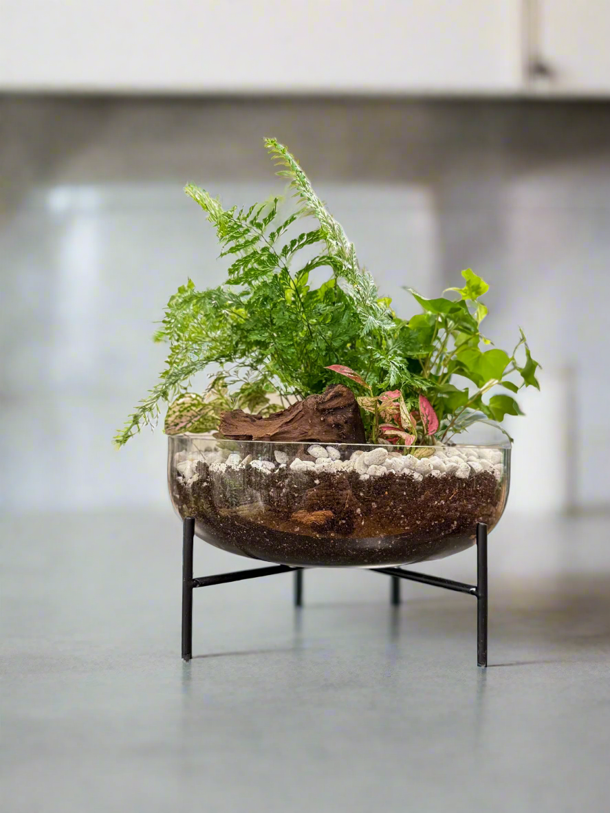 Elegant terrarium featuring lush small houseplants perfect for gift giving, sympathy gift, home, or office.