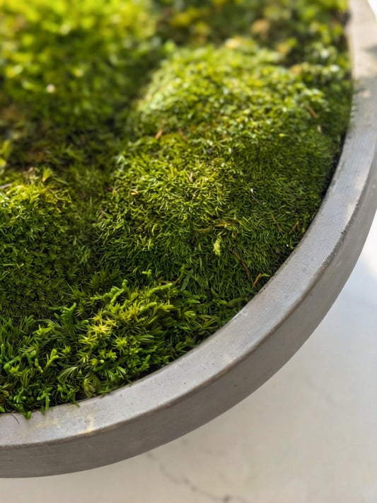 Preserved green moss bowl decor close up featuring vibrant, no maintenance tabletop decor. No water mood moss bowl.