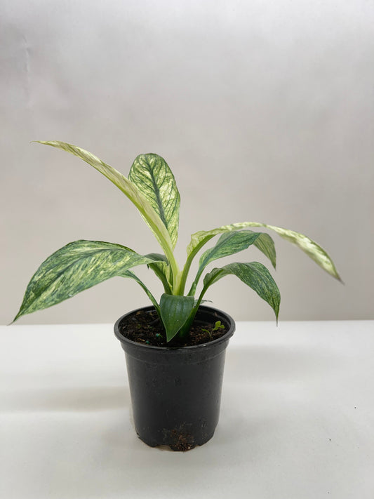 Spathiphyllum Variegata 'Jessica'