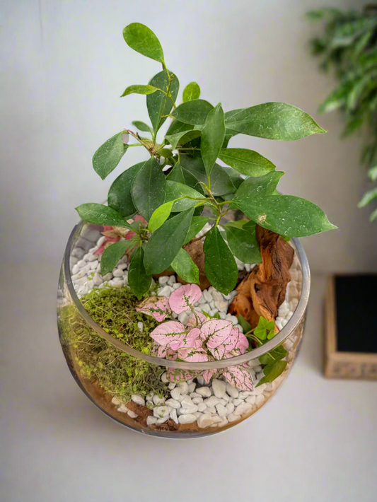 Low maintenance arrangement of plants including bonsai and other small terrarium plants inside of a glass fish bowl