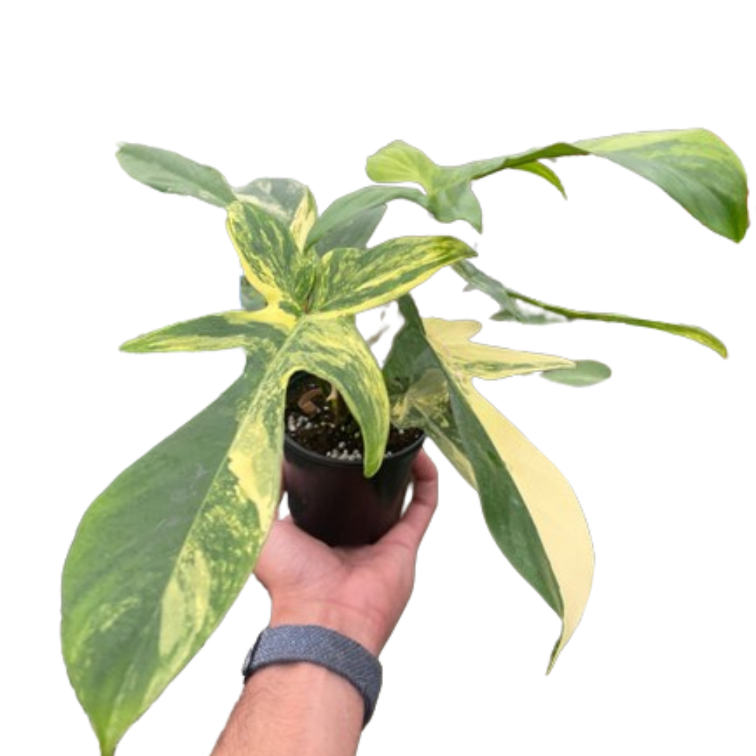 Variegated Philodendron Florida Beauty