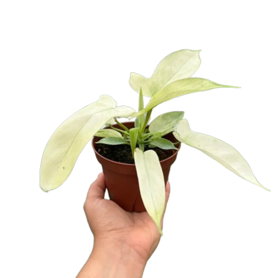 Philodendron Florida Ghost plant in brown pot held by hand, trendy indoor plant decor