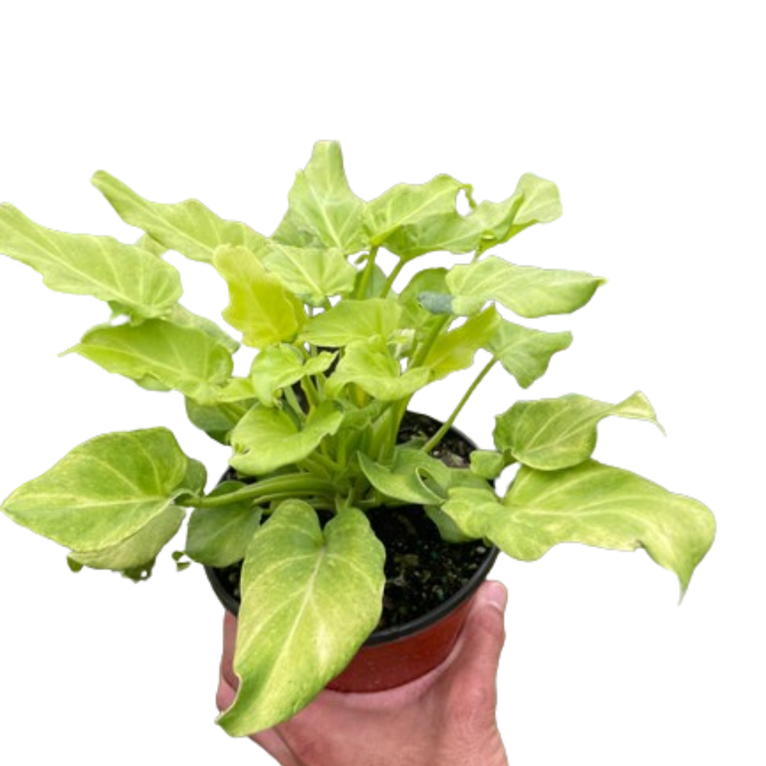 Thaumatophyllum xanadu Variegated