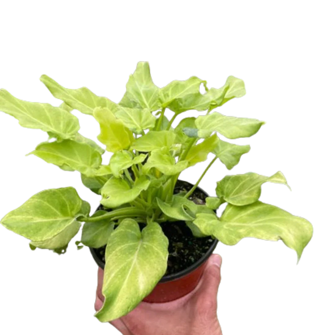 Hand holding a variegated Philodendron Xanadu in a small pot, vibrant green foliage