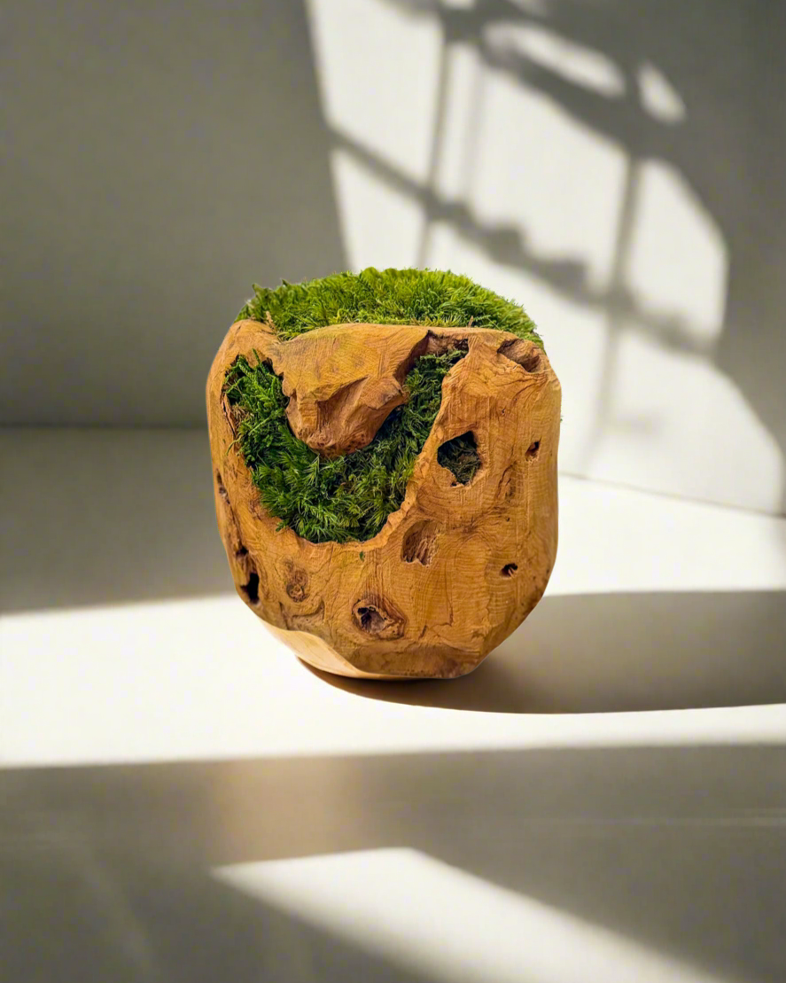 Handcrafted preserved mood moss sphere made from fir wood, styled as a biophilic accent for interior plant design and modern moss wall decor.