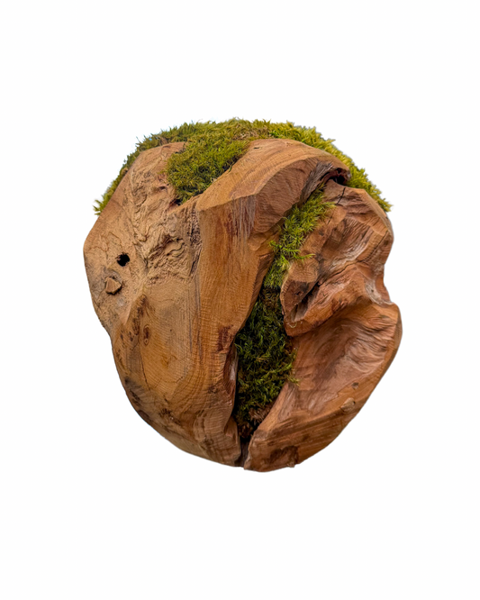 Preserved moss spheres arranged on a wooden tray as indoor plant decor. Trendy Gardener Des Moines, Iowa. Buy moss online for pick up in store, nationwide shipping, or buy in store.