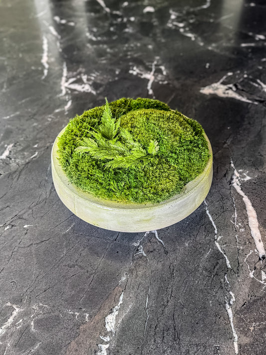 Elegant preserved moss bowl displayed on a dark stone countertop in a luxury Des Moines residence, highlighting upscale indoor plant design and moss wall decor aesthetics.