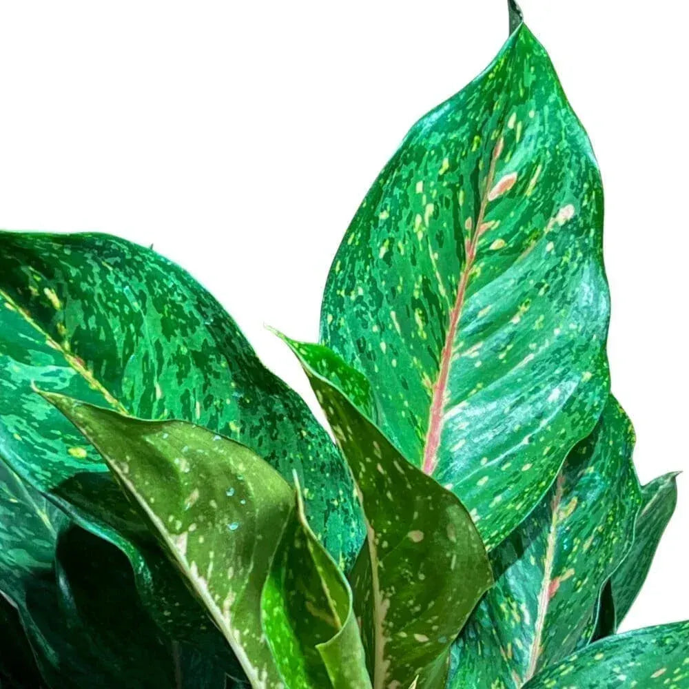 Aglaonema Amelia Lane Indoor Plants Trendy Gardener 6" Pot