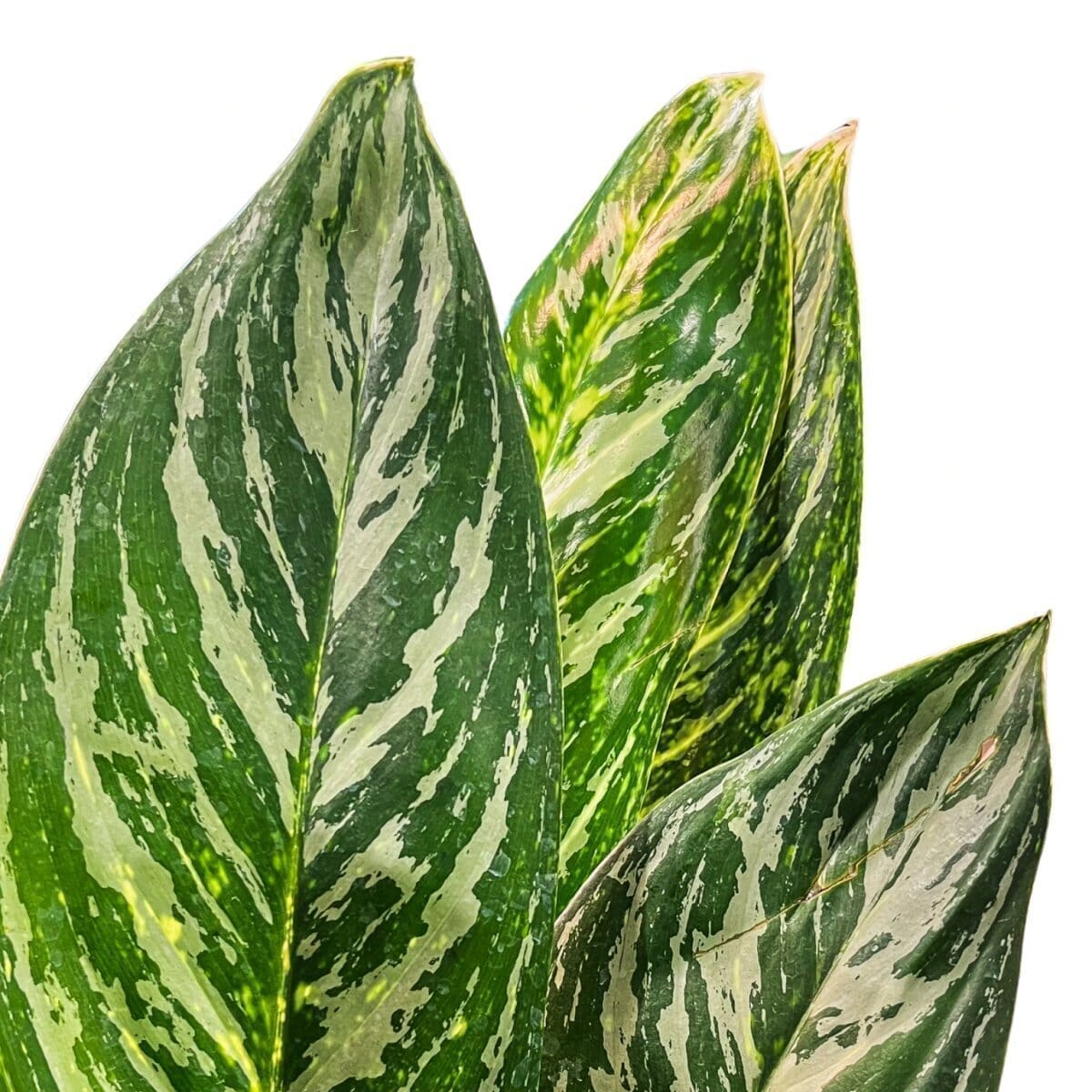 Aglaonema (Chinese Evergreen) Golden Madonna Indoor Plants Trendy Gardener 10" Pot