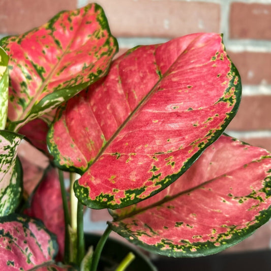 Aglaonema (Chinese Evergreen) Lady Valentine Indoor Plants Trendy Gardener