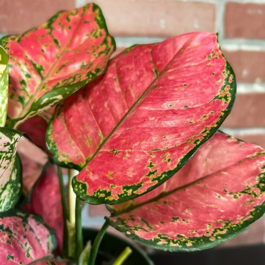 Aglaonema (Chinese Evergreen) Lady Valentine Indoor Plants Trendy Gardener