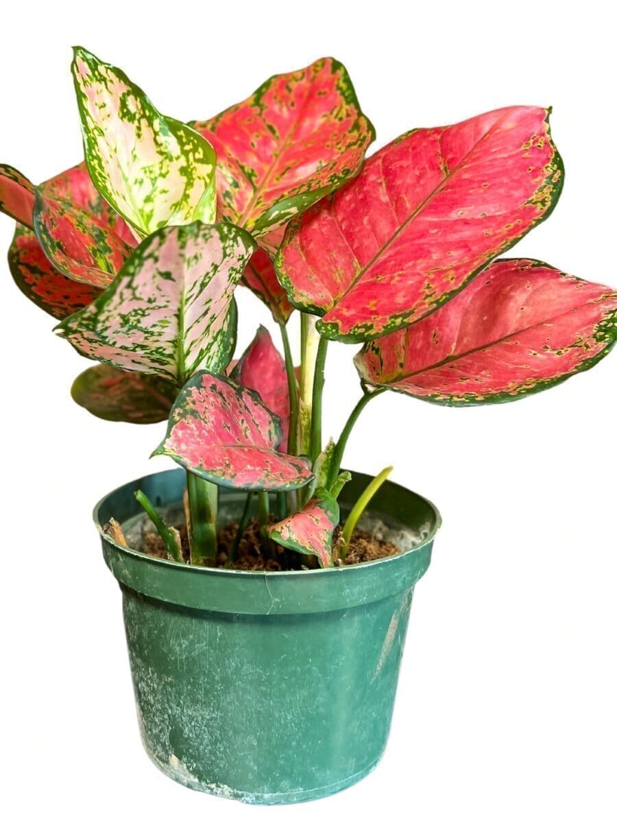 Aglaonema (Chinese Evergreen) Lady Valentine Indoor Plants Trendy Gardener