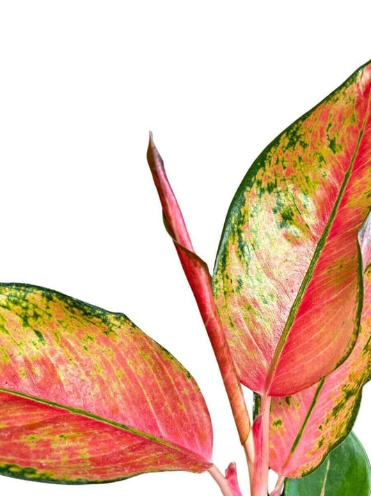 Aglaonema (Chinese Evergreen) Pink Pearl Indoor Plants Trendy Gardener 4” Pot