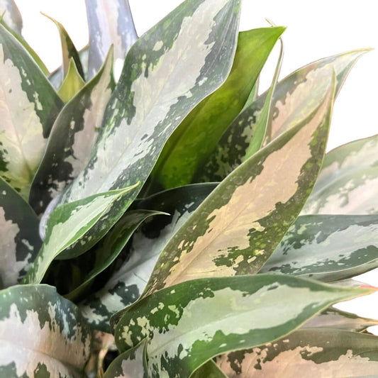 Aglaonema (Chinese Evergreen) Tigress Indoor Plants Trendy Gardener 6" Pot