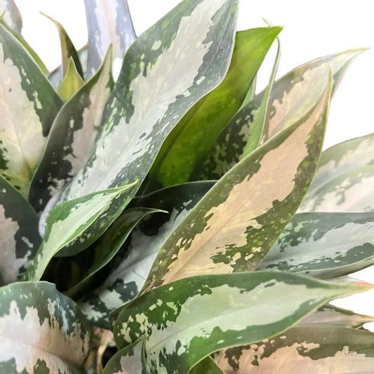 Aglaonema (Chinese Evergreen) Tigress Indoor Plants Trendy Gardener 6" Pot